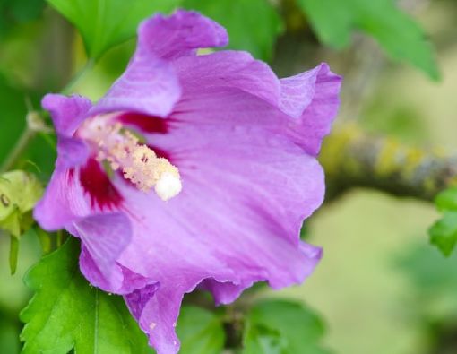 Manfaat Bunga Hibiscus untuk Kecantikan Kulit