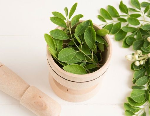 Manfaat Daun Kelor untuk Meningkatkan Vitalitas Pria