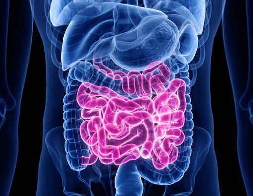 Kunci Hidup Sehat Berawal dari Usus yang Sehat, Benarkah?