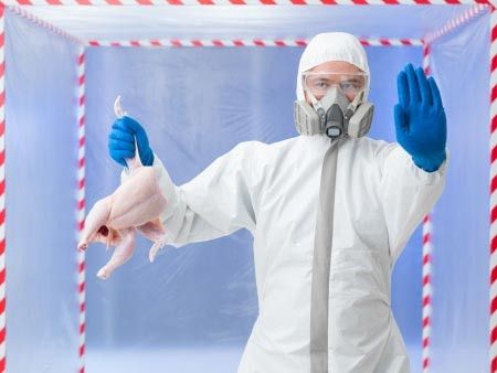 Fenomena Flu Burung dan Flu Babi:  Mengapa Terdapat Perpindahan Kuman Hewan Menjadi Kuman Manusia?