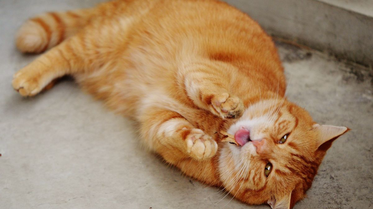 Penyebab dan Cara Mengatasi Sesak Napas pada Kucing