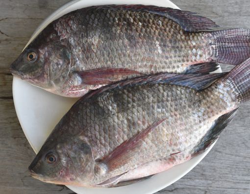 Sederet Bahaya Ikan Mujair yang Jarang Diketahui Orang