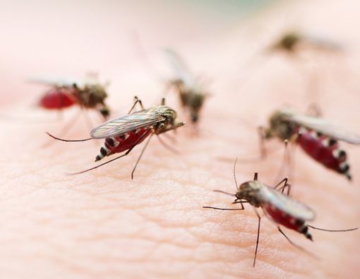 Challenge Digigit Banyak Nyamuk, Apa Efeknya terhadap Kesehatan?