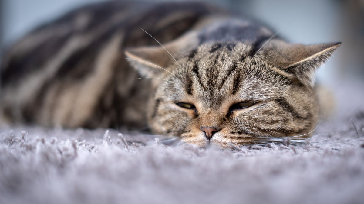 Penyebab Kucing Diare dan Cara Mengatasinya