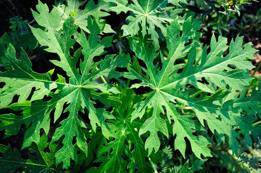 Daun Pepaya Bisa Atasi Demam Berdarah? (Pernsanitfoto/Shutterstock)