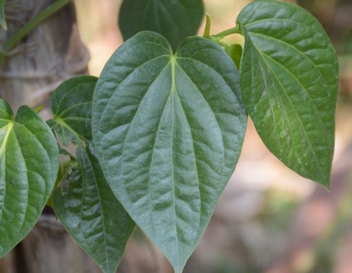 17 Manfaat dan Kegunaan Daun Sirih Bagi Kesehatan