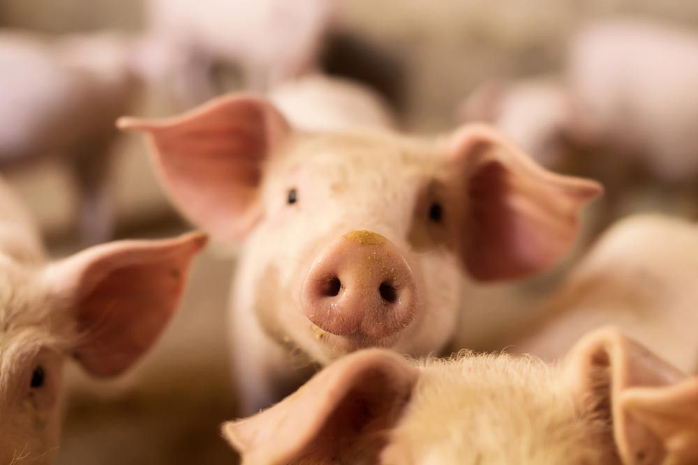 Waspada, Virus Ini Bisa Menular Lewat Babi