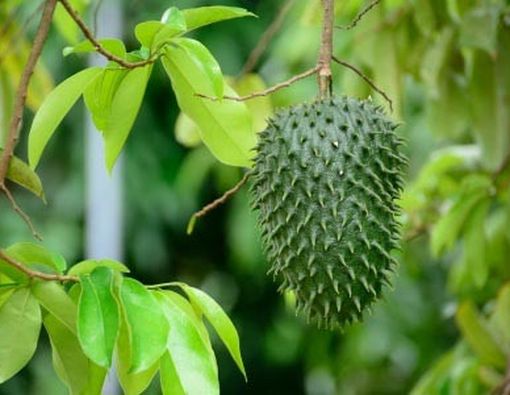 3 Manfaat Daun Sirsak untuk Kesehatan