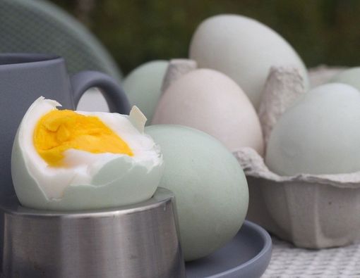 Kuning Telur Bebek Kurangi Risiko Cacat Lahir pada Bayi