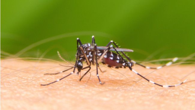 Sama-sama Disebabkan Nyamuk, Ini Beda DBD dan Malaria