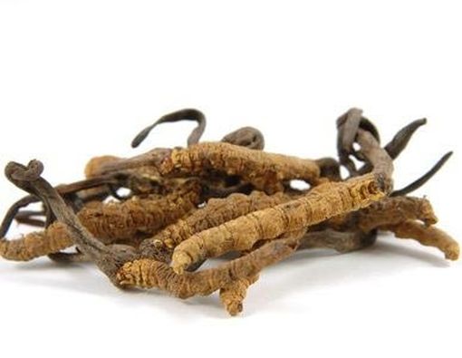 Atasi Masalah Pernapasan dengan Cordyceps