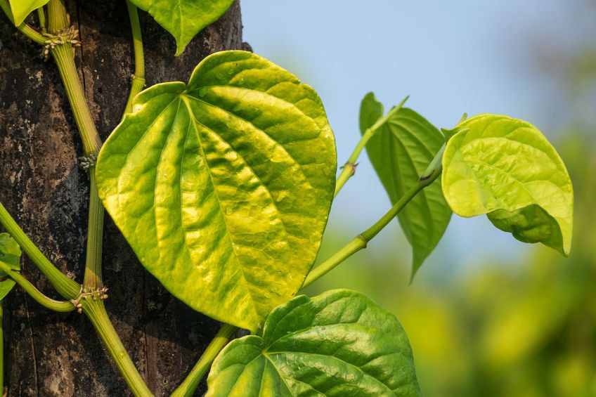 Daun Sirih Sebabkan Vagina Kering? Ini Faktanya