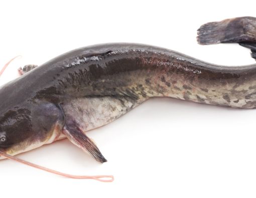 Viral Bintik Putih di Daging Ikan Lele, Bolehkah Dimakan?