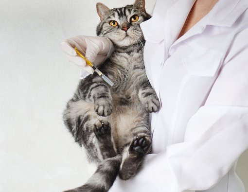Ketahui Jenis dan Jadwal Vaksinasi Kucing Kesayangan Kamu 
