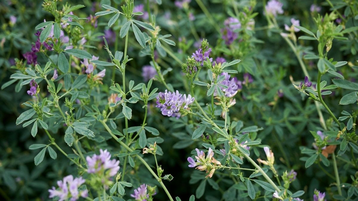 Jenis Rumput Terbaik Untuk Mempercepat Proses Dekomposisi | Rumput Kacang - Kacangan 