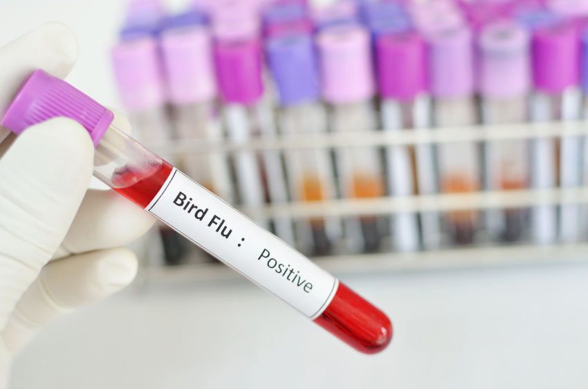 3 Sebab Penyebaran Virus Flu Burung Makin Meluas