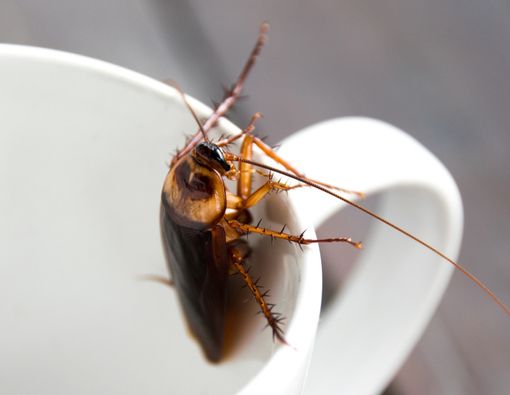 Susu Kecoa Digadang-gadang Bakal Jadi Superfood, Mau Coba?