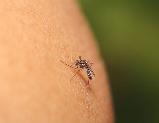 Kenapa Beberapa Orang Lebih Mudah Digigit Nyamuk?