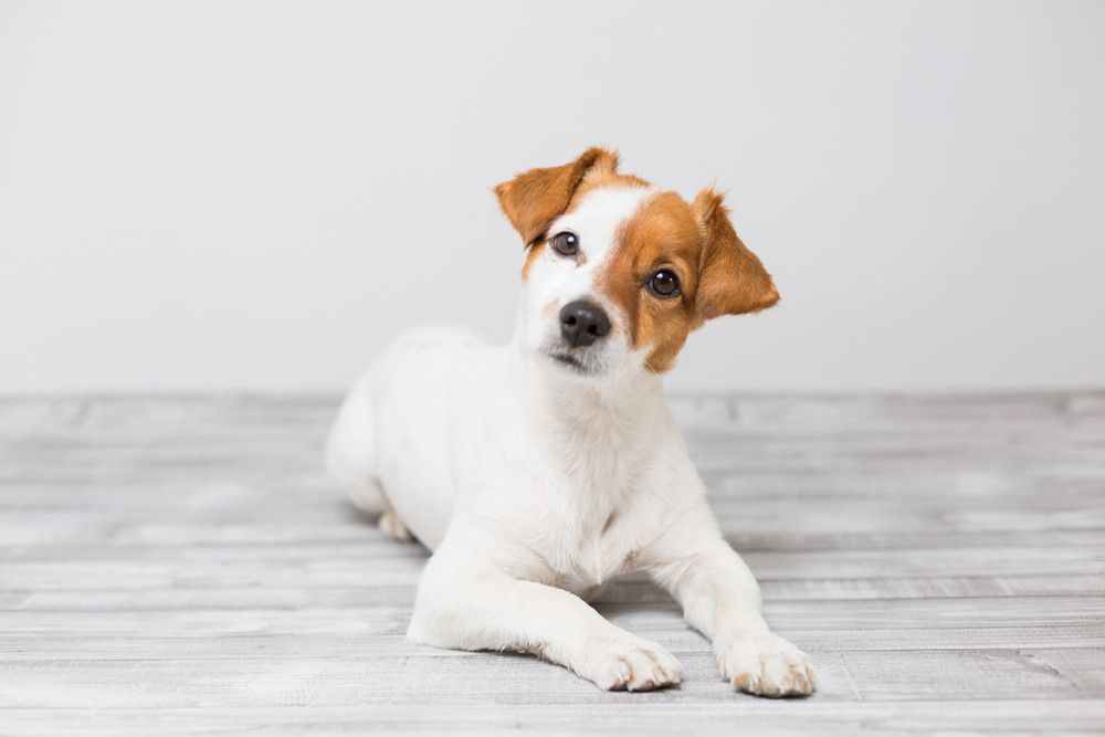 Antisipasi Flu Anjing Merebak, Kenali Gejalanya