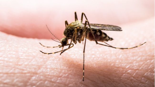 Mitos tentang Malaria yang Tidak Perlu Dipercaya