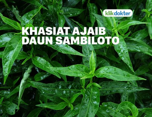 Menguak Manfaat Daun Sambiloto untuk Kesehatan