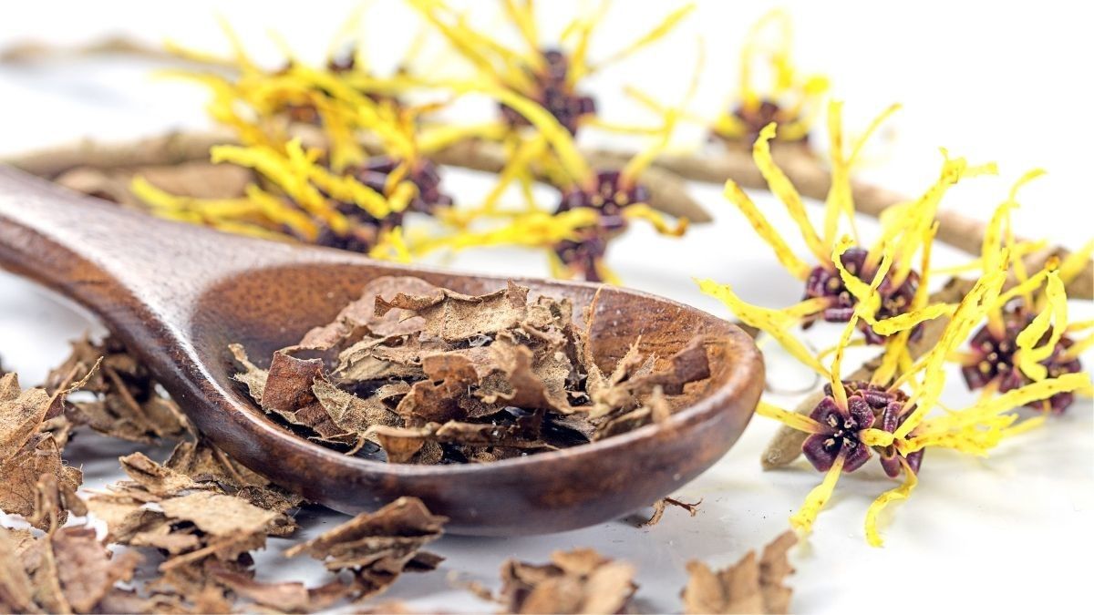 Manfaat Tanaman Witch Hazel untuk Kulit