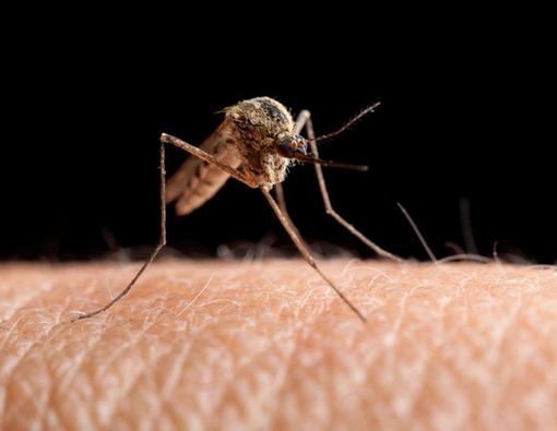 Ini Dia Jenis Nyamuk Sumber Penyakit yang Ada di Indonesia
