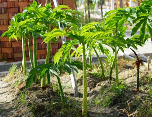 6 Manfaat Beras Porang untuk Kesehatan Tubuh
