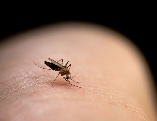 Penyebab Sering Digigit Nyamuk, Padahal Orang di Sekitar Tidak