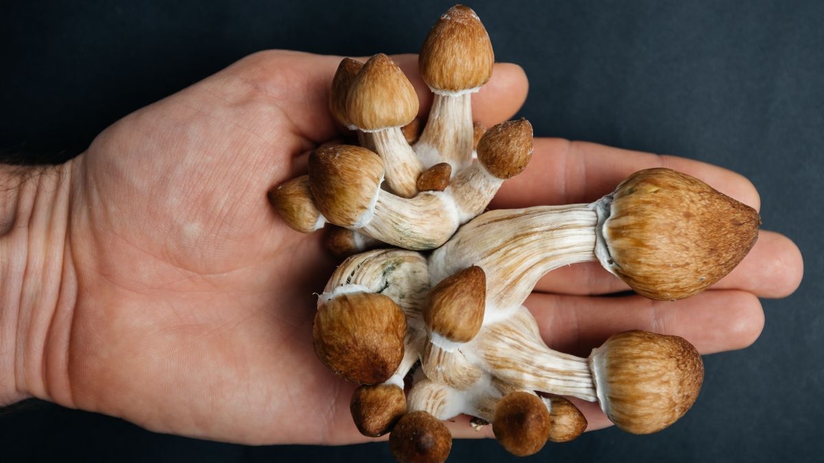 Mengenal Magic Mushroom, Narkoba dengan Efek yang Mematikan