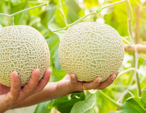 13 Manfaat Buah Melon dengan Segudang Khasiat Kesehatan