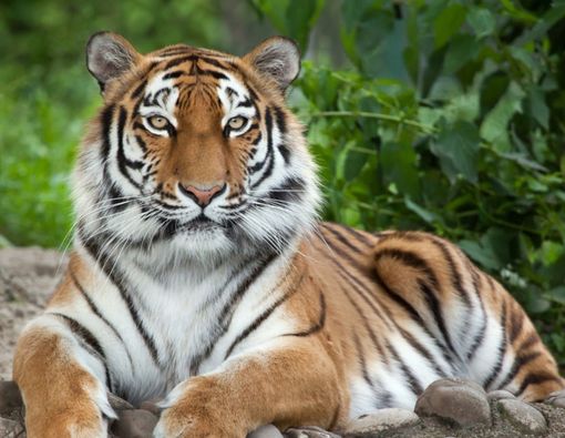 Seekor Harimau di Amerika Serikat Terinfeksi Virus Corona! Kok, Bisa?