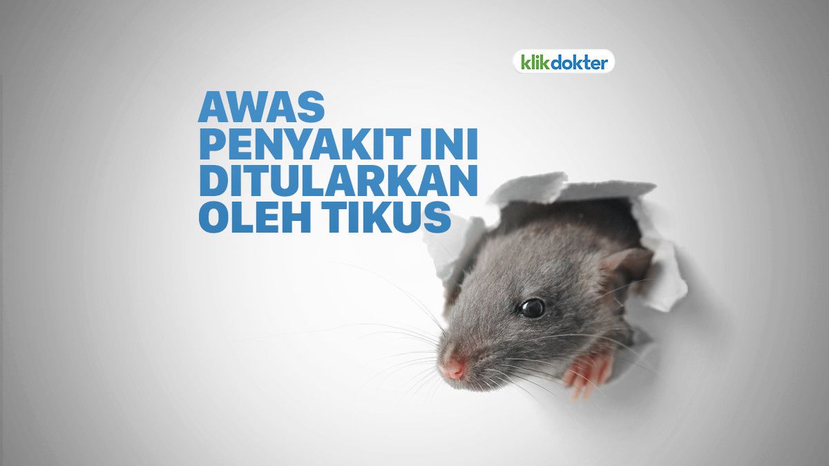 Waspada! Ini Penyakit yang Ditularkan Melalui Tikus