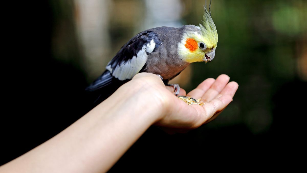 Berikan Makanan Bernutrisi