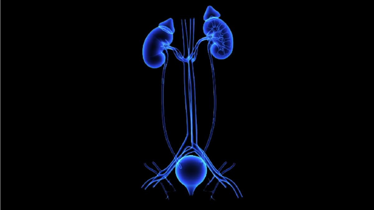 Mengenal Organ-organ dalam Sistem Ekskresi Manusia