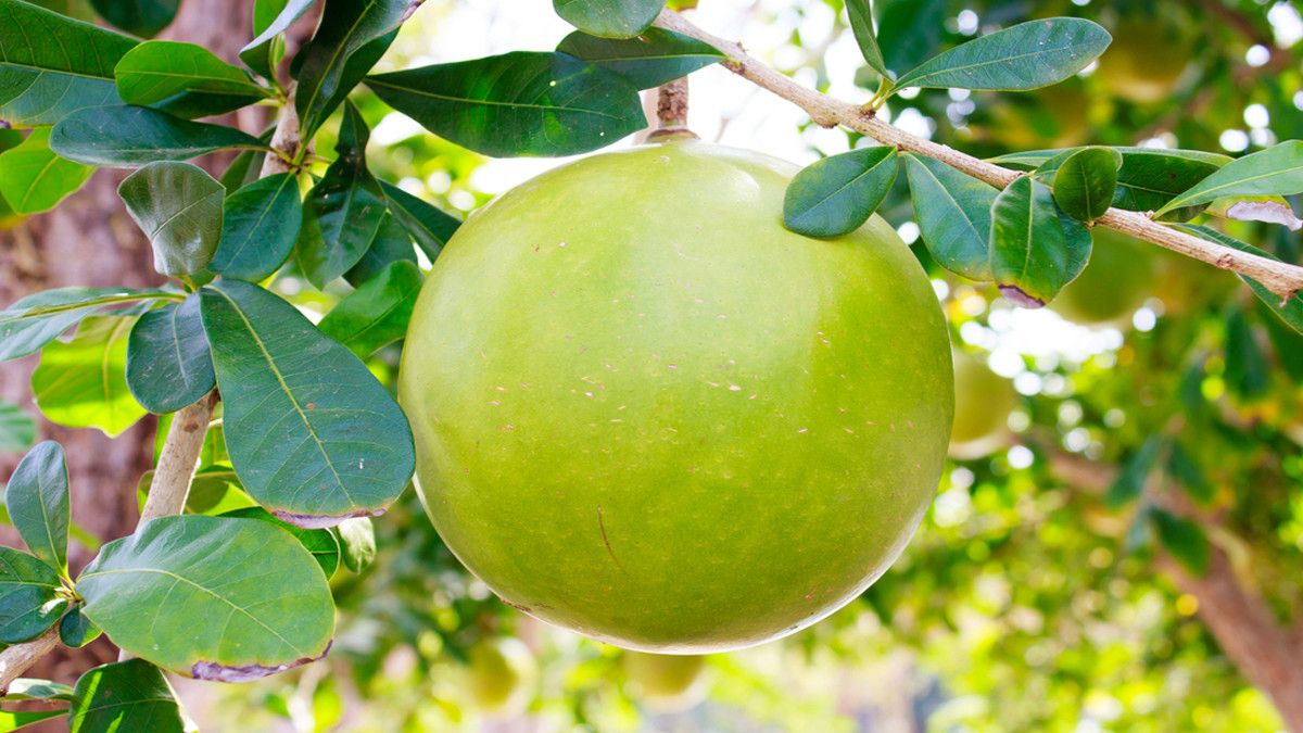 Selain untuk Atasi Flu, Buah Berenuk Dipercaya Dapat Cegah Kanker