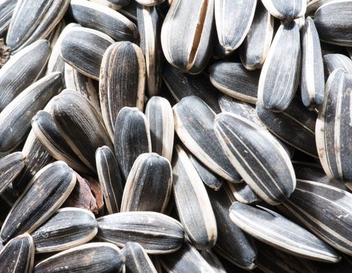 Manfaat Biji Bunga Matahari untuk Kesuburan Pria dan Wanita