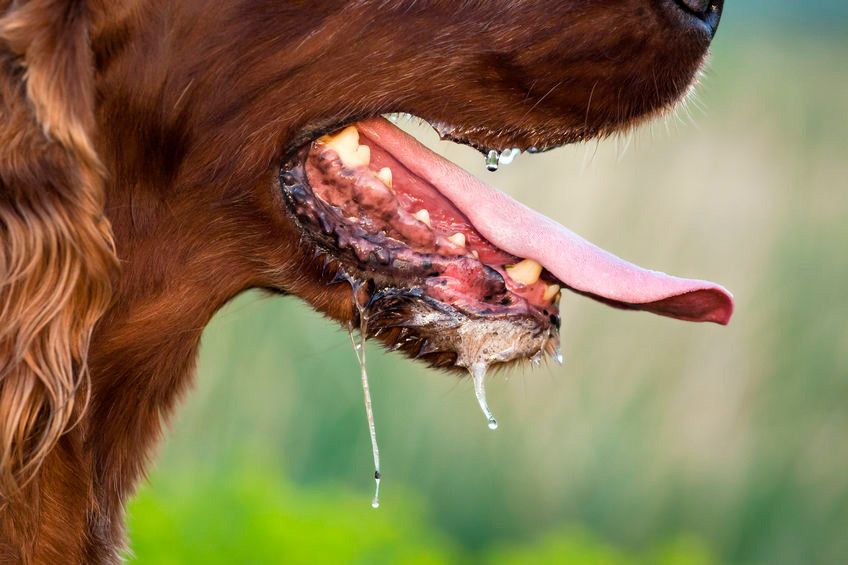 Mengenali Hewan yang Terinfeksi Rabies