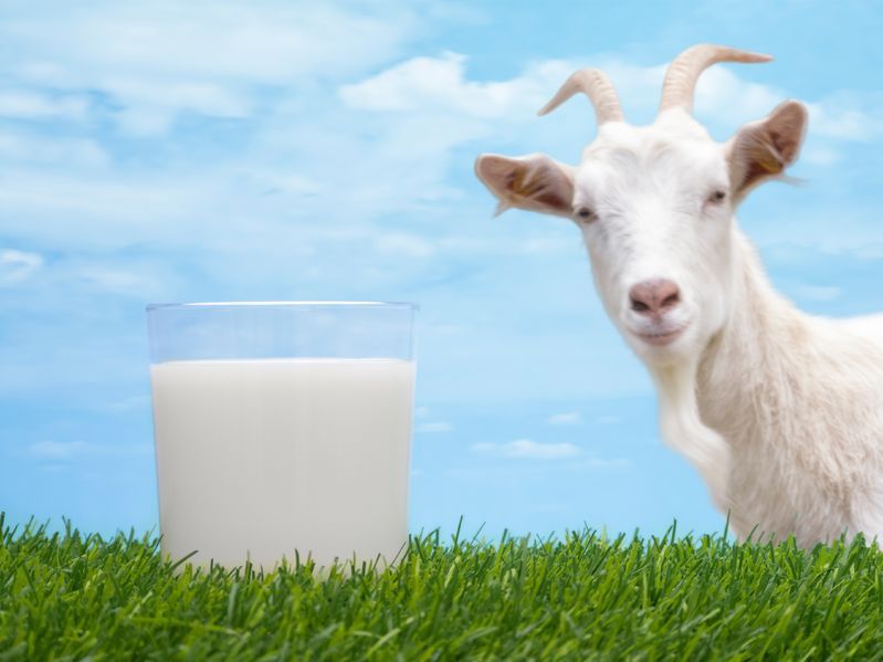 Anak Alergi Susu Sapi, Bolehkah Diberi Susu Kambing?
