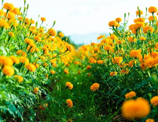 Menyingkap Manfaat Bunga Randa Kencana untuk Kecantikan