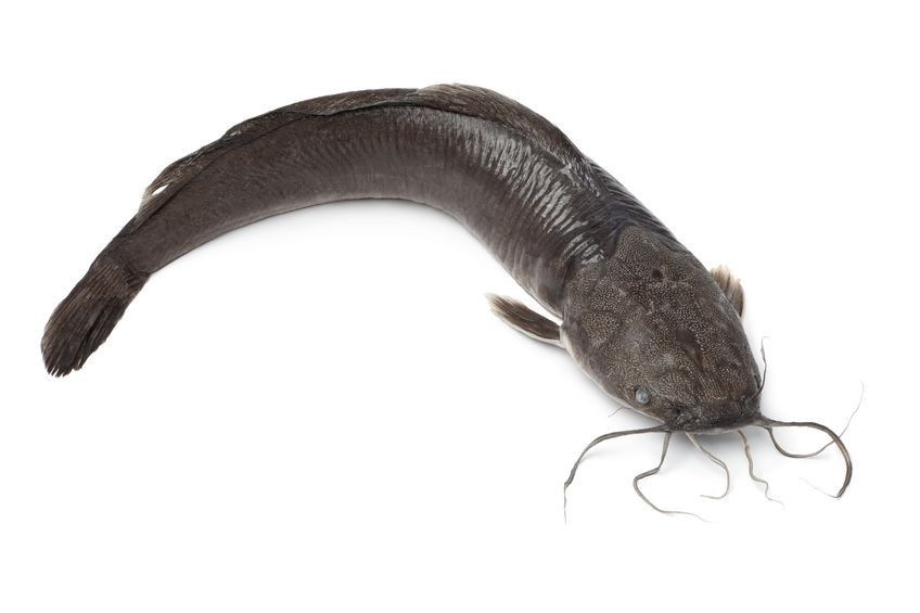 Lele Mengandung 3.000 Sel Kanker,  Hoaks atau Fakta?