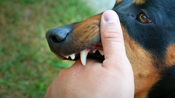 Jangan Panik! Kenali Rabies dan Pertolongan Pertama Saat Digigit Hewan Liar
