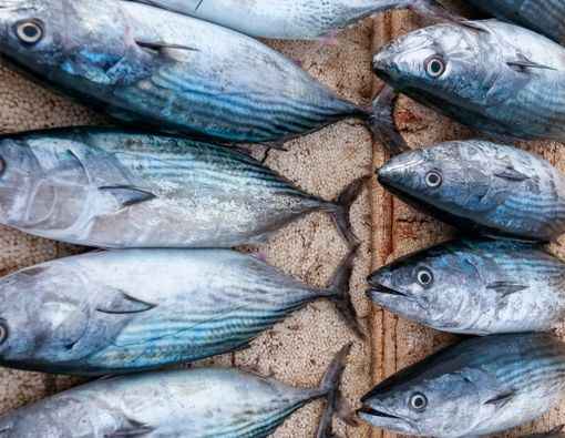 Ragam Manfaat Ikan Tenggiri dan Kandungan Gizinya