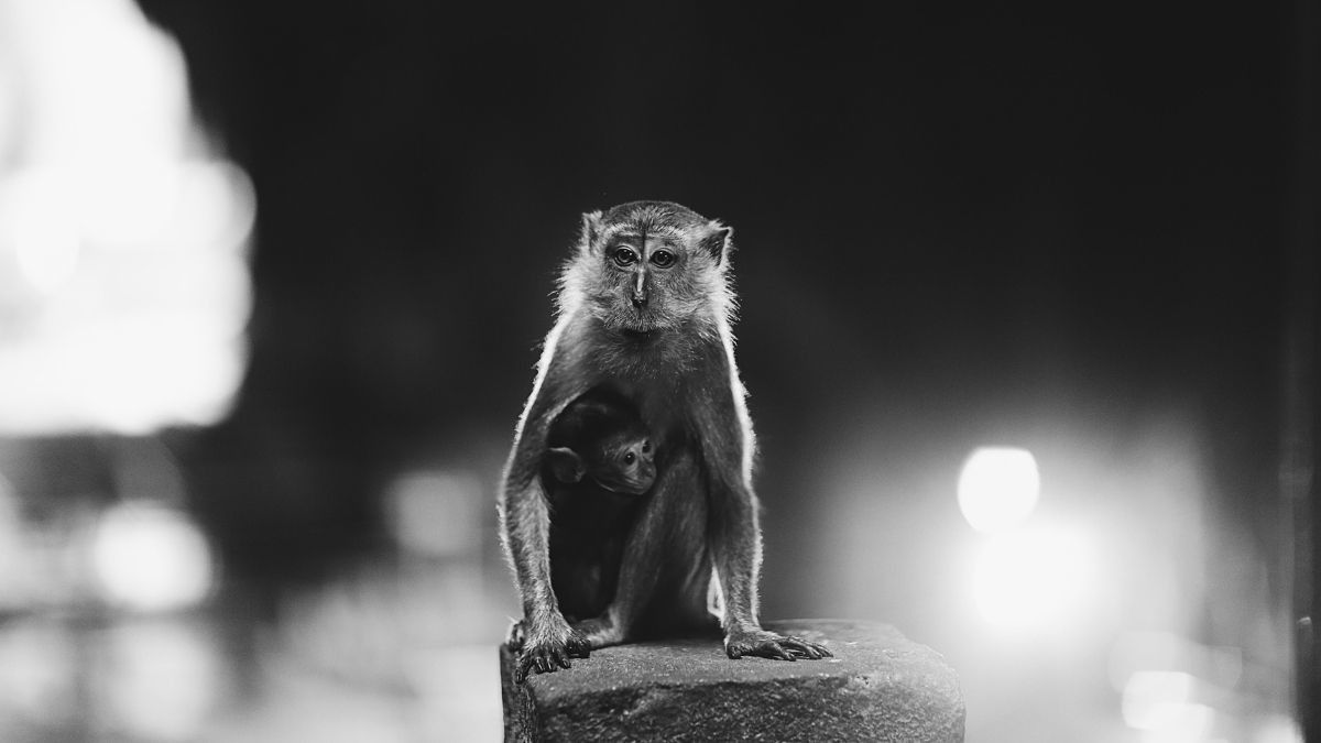 Virus Monkey B Muncul di Tiongkok, Kenali Bahayanya