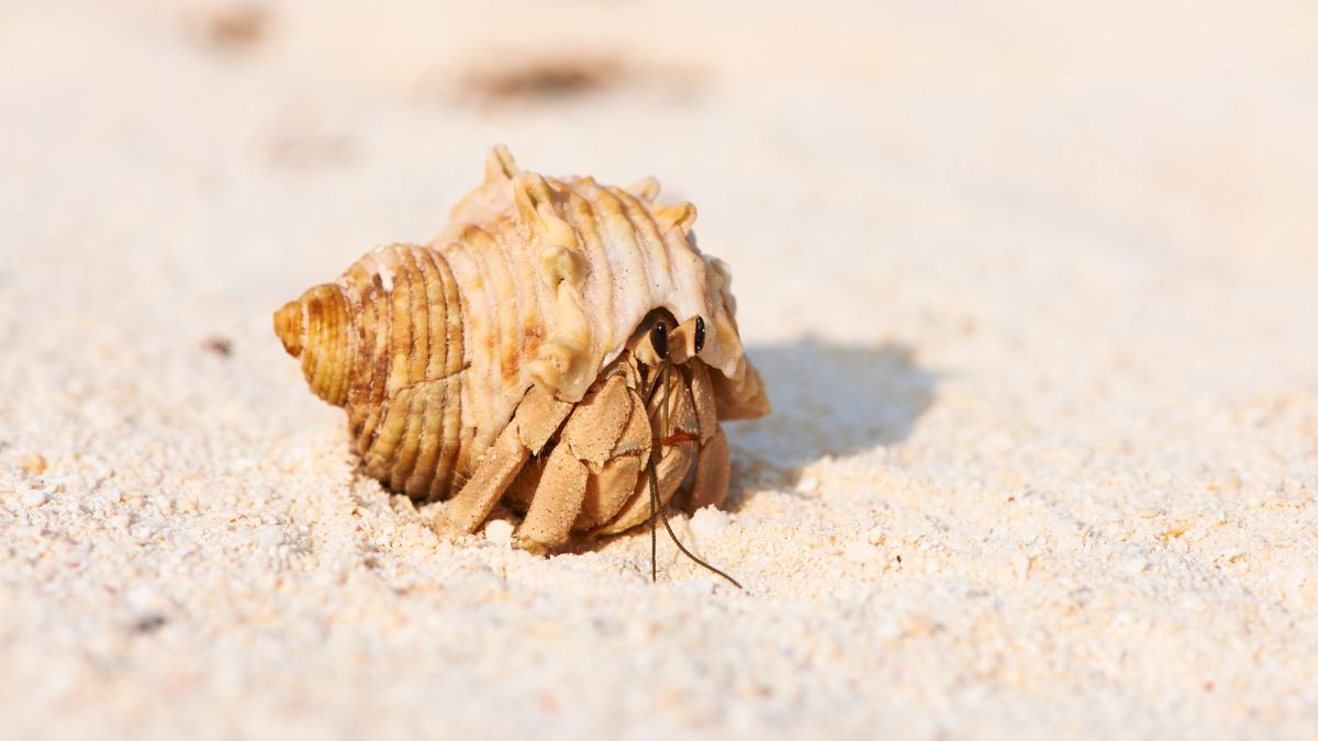 Cara Merawat Kelomang sebagai Peliharaan di Rumah