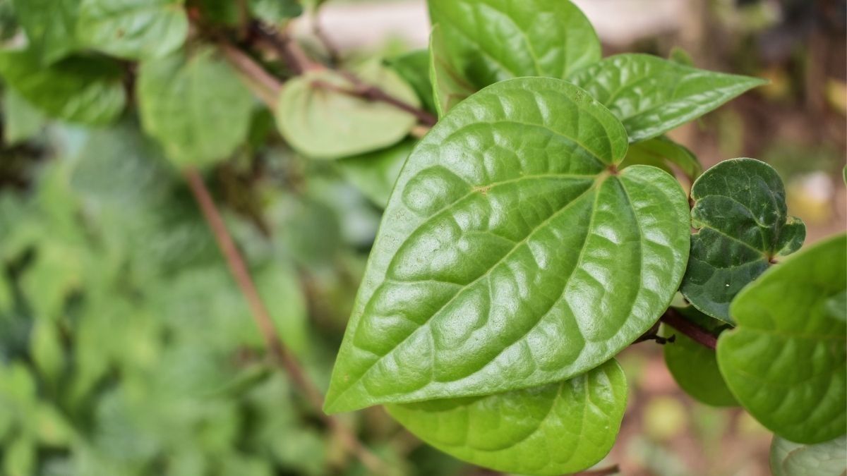 Efek Samping Air Daun Sirih untuk Area Kewanitaan