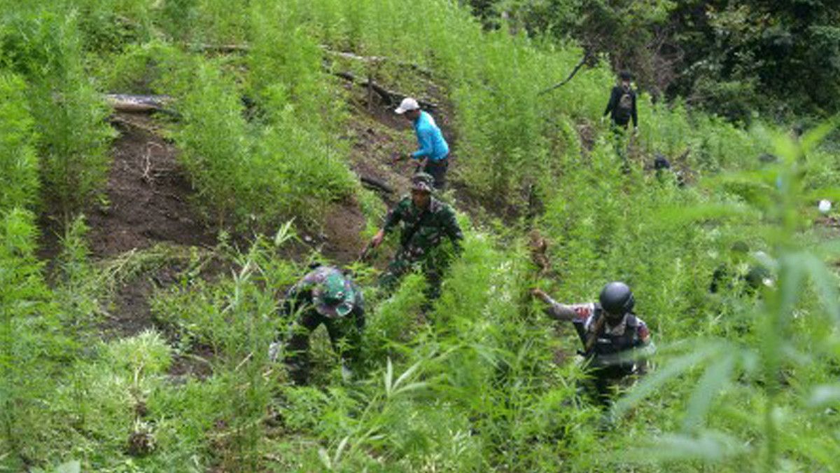 Benarkah Mengoleskan Ganja Bisa Sembuhkan Penyakit Kulit?