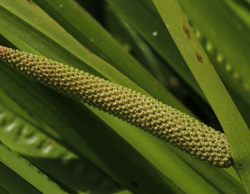 Manfaat Jeringau atau Calamus untuk Kesehatan