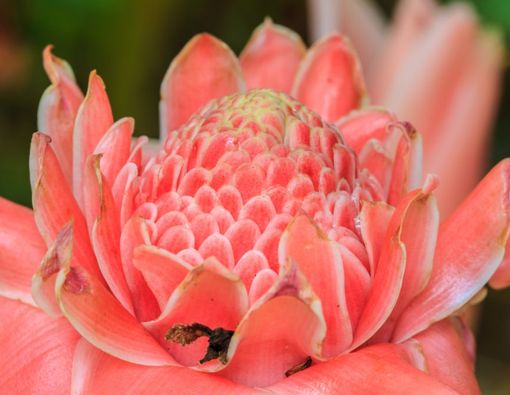 10 Manfaat Sehat dari Kecombrang untuk Tubuh