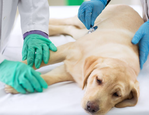 Penyebab Anjing Diare dan Cara Mengatasinya 